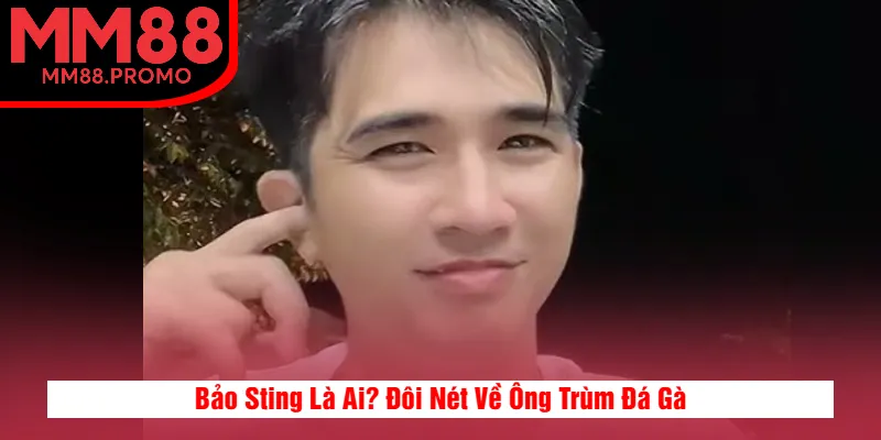 Bảo Sting Là Ai? Đôi Nét Về Ông Trùm Đá Gà