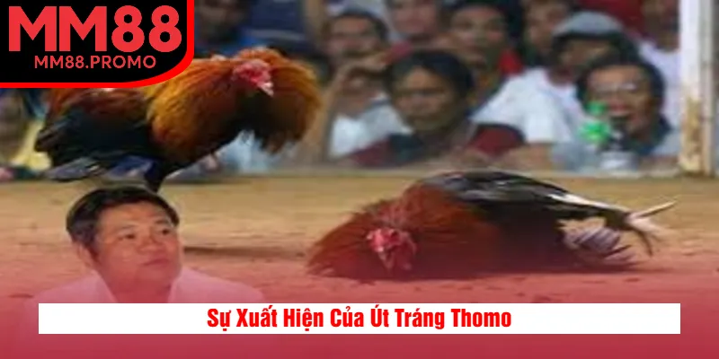 Sự Xuất Hiện Của Út Tráng Thomo Sự Xuất Hiện Của Út Tráng Thomo